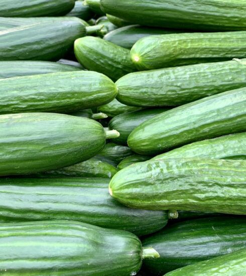 Pile of Cucumbers