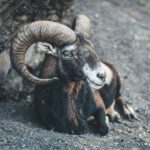 black and white ram on gray rock
