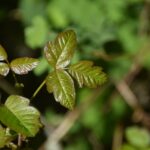 shallow focus photo of green leaves