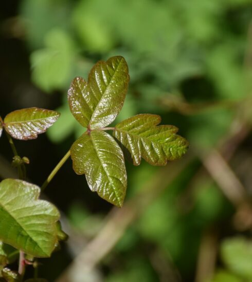 shallow focus photo of green leaves