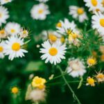 shallow shot of white daisies